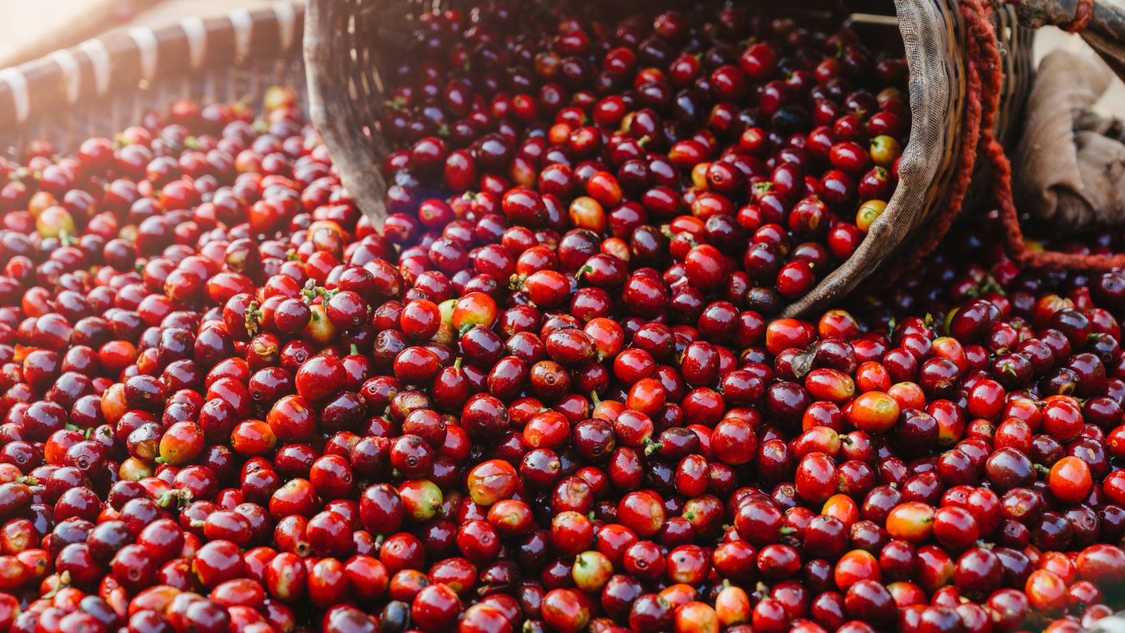 Arabica kávé: Lépésről lépésre útmutató